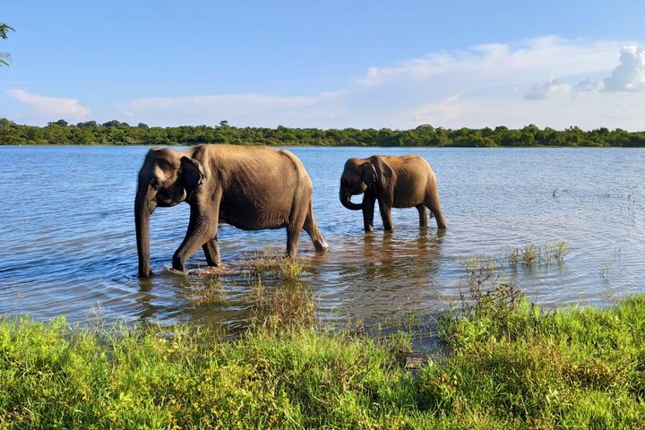 Udawalawa National Park With Supun Safari | Enjoy Your Vacation - Photo 1 of 8